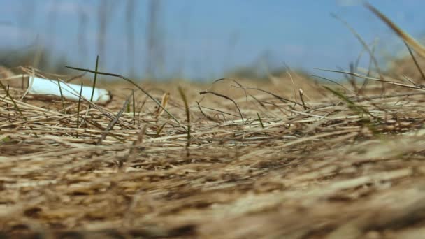 La cigarette tombe sur l'herbe sèche. Hand ramasse les fesses pour prévenir les incendies de forêt. Gros plan au ralenti. Fumer et une manipulation imprudente du feu. Plan à angle bas, vue du bas 