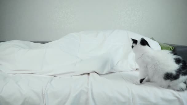 毛布の下に寝そべっている主人の近くのベッドの上に国内の白い黒猫が座り、猫は突然逃げ出す。面白い状況だ。ワイド・ショット・ロックダウン — ストック動画