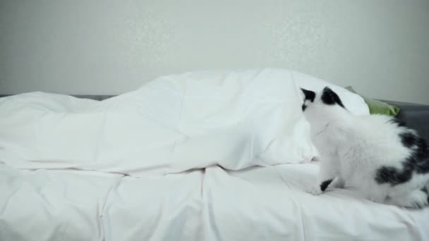 Gato negro blanco doméstico se sienta en la cama cerca de la dueña que duerme que está acostado debajo de una manta y luego gatito asustadamente abruptamente se escapa. Divertida situación divertida. Bloqueo de tiro ancho — Vídeos de Stock