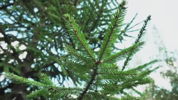 美丽的绿色云杉枝叶映衬在阳光的衬托下.大自然中的天然圣诞树. — 图库视频影像