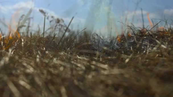 Het droge gras brandt, er is rook. Brandstichting. Vuur vernietigt vegetatie. Close-up in slow motion. Roken en onzorgvuldig omgaan met vuur. Laag hoekschot, onderaanzicht — Stockvideo