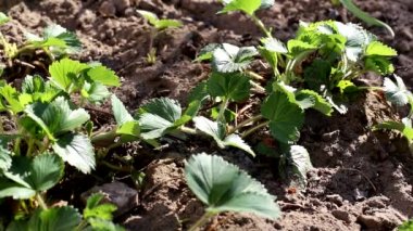 Bahçede yeşil yapraklı çilekler yetişiyor.