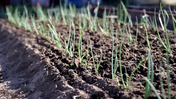 Im Garten grüne Zwiebeln anbauen. Bauern und natürliches Gemüse, im Freien — Stockvideo