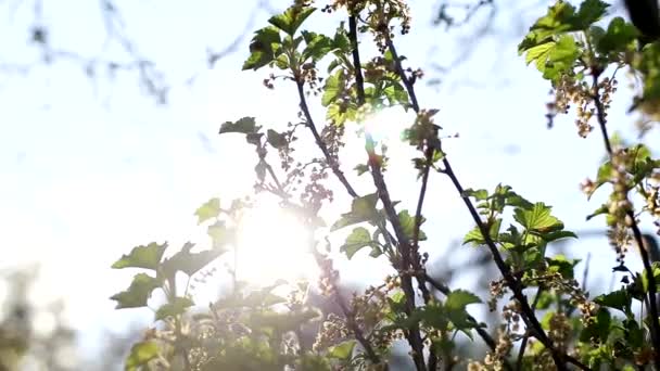 Grüne Zweige mit blühenden Blüten roter und schwarzer Johannisbeeren vor einem Hintergrund sonnigen Sonnenuntergangs, Kopierraum — Stockvideo