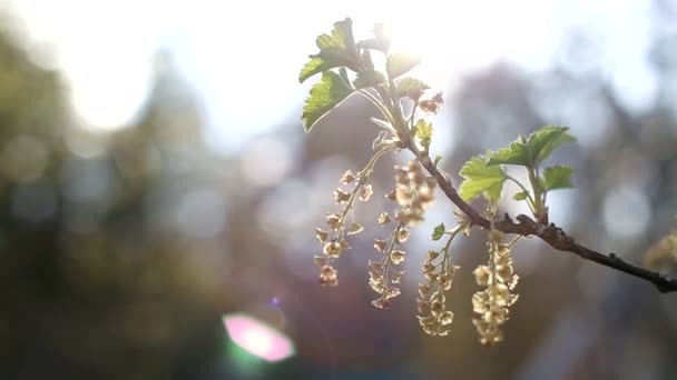 Green twigs with blooming flowers of red and black currants on a background of sunny sunset, copy space — Stock Video