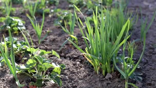 Green garlic with feathers and strawberries grow in the garden, background, spring — Stock Video