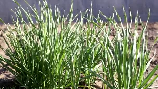 Useful garlic with green arrows feathers growing in the garden, healthy — Stock Video