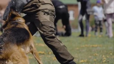 Cynologist Shepherd köpek ısırır ve eğitim programı sırasında suçluların eline yapışır. Ordu açık havada gösteri yapıyor. Özel kuvvetler gösterisi. Askeri köpek polis emirlerine uyar.