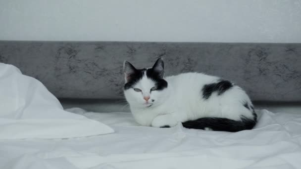 Um belo gato branco com manchas pretas senta-se em um sofá. Casa gato limpo e elegante, viajar a partir do controle deslizante, close-up, fundo — Vídeo de Stock