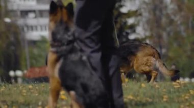 Askeri Alman çoban köpeği polis eğitim programında koşuyor. Cynoloji uzmanı dışarıda gösteri yapıyor. Özel kuvvetler gösterisi. Ordu, askerler.