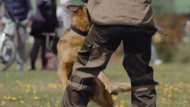 Cynologist Shepherd köpek ısırır ve eğitim programı sırasında suçluların eline yapışır. Askeri köpek, polis memurlarının emirlerine uyar. Özel kuvvetler gösterisi. Askeri gösteri açık havada..