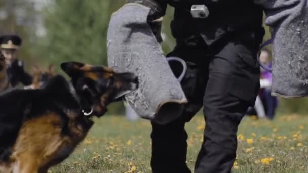 Two cynologist Shepherd dogs attack, bite and cling the criminals hand during military training show. Special forces demonstration. Army performance outdoor. Dog follow police officers commands — Stock Video