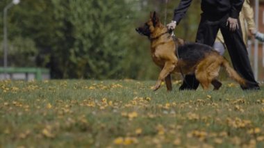 Polis çoban köpeği Cynoloji şovunda komutayı bekliyor. Dışarıda askeri eğitim performansı. Özel kuvvetler gösterisi. Askerler!
