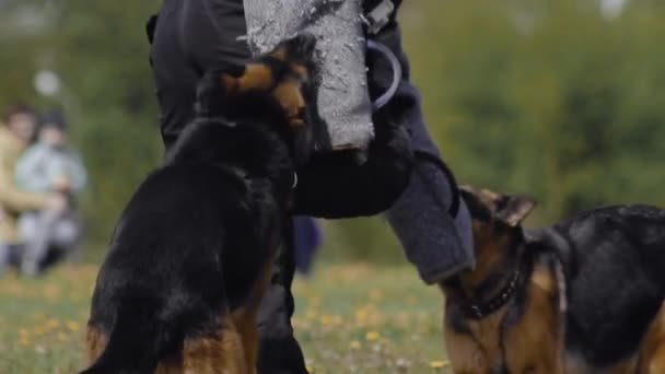 Twee cynoloog Shepherd honden bijten en klampen zich vast aan de handen van de criminelen tijdens de training show. Demonstratie van speciale troepen. Militaire hond volgt legerofficieren bevelen op. Politie prestaties buiten. — Stockvideo