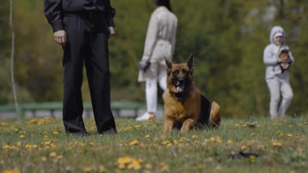 Cynologist perro pastor alemán corre durante el espectáculo de entrenamiento militar. Actuación del ejército al aire libre. El perro sigue las órdenes de la policía. Demostración de fuerzas especiales — Vídeo de stock