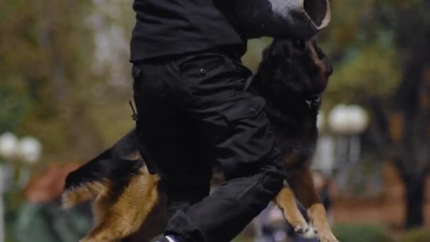 Cynologist Shepherd dog bites and clings to the criminals hand during training show. Military dog follow police officers commands. Special forces demonstration. Army performance outdoor. — Stock Video