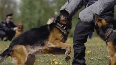 İki Saynoloji uzmanı çoban köpeği eğitim programında suçluların elini ısırıp sımsıkı tutuyor. Dışarıda polis gösterisi. Askeri köpek ordu subaylarının emirlerine uyar. Özel kuvvetler gösterisi.