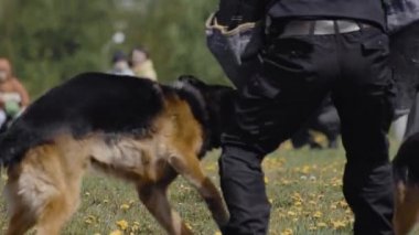 İki Saynoloji uzmanı çoban köpeği eğitim programında suçluların elini ısırıp sımsıkı tutuyor. Ordu açık havada gösteri yapıyor. Özel kuvvetler gösterisi. Askeri köpek polis emirlerine uyar.