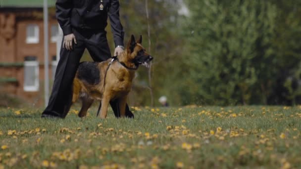 Στρατός Shepherd σκυλί περιμένει για τη διοίκηση κατά τη διάρκεια κυνολόγος δείχνουν. Αστυνομική εκπαίδευση σε εξωτερικούς χώρους. Διαδήλωση Ειδικών Δυνάμεων. Στρατός, στρατιώτες — Αρχείο Βίντεο