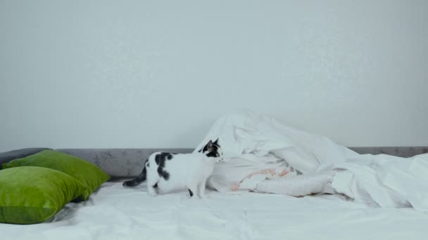 Young curious cat sniffing bed sheets on the sofa scared and runs away, background, playful — Stock Video