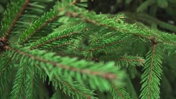 新鮮なクリスマスツリーの大きなふわふわの枝。木の質感、背景、自然を生み出す — ストック動画