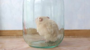 Kavanozda beyaz bir hamster saçını yıkıyor ve tarıyor.