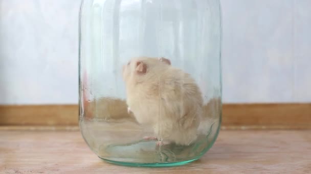 Um hamster branco em um frasco está lavando e escovando seu cabelo, close-up — Vídeo de Stock