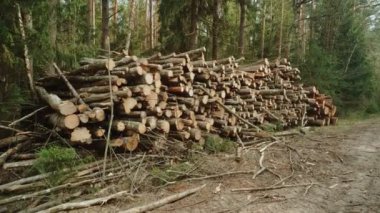 Kesilen ağaçların çoğu yolun yakınındaki ormanda yatıyor. Güzel, sık orman, kereste, arka plan