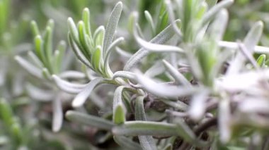 Lavanta çiçeği dalları makro çekim, arkaplan, yakın plan