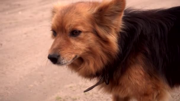 Goede bruine bastaard hond blaffen in de natuur, achtergrond, dier — Stockvideo