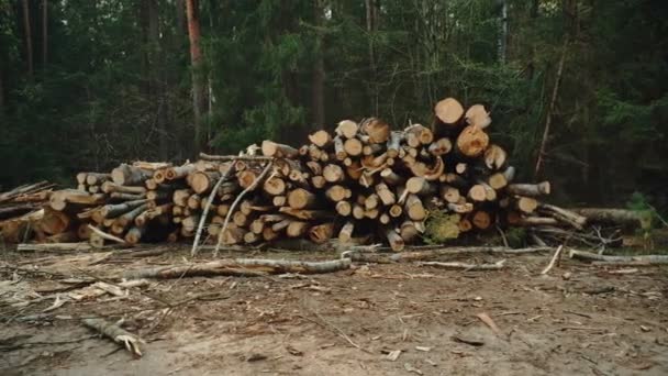 En hel del avverkade träd ligger i skogen nära vägen. Vacker tät skog, timmer, bakgrund — Stockvideo