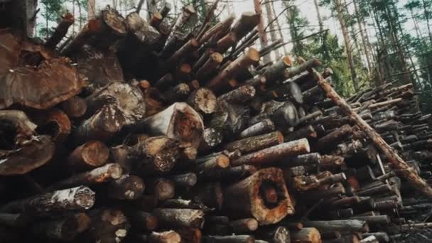 Stare i zgniłe kłody leżą na skraju lasu. Koncepcja czyszczenia lasu z gnijących drzew i martwego drewna, drzew zepsutych przez karroidy chrząszcza — Wideo stockowe