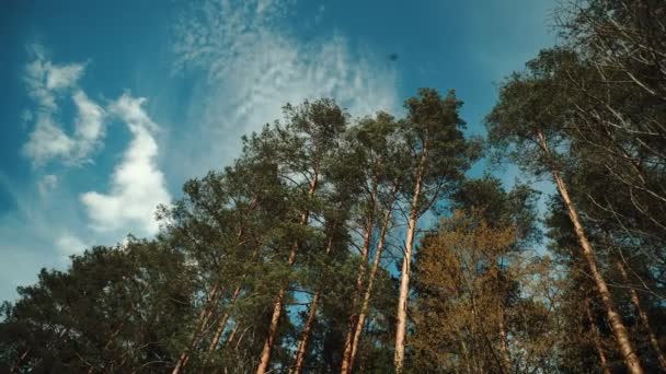 Krásné koruny jehličnanů na pozadí modré oblohy a mraků, pozadí, kopie spase. Jehličnatý les — Stock video