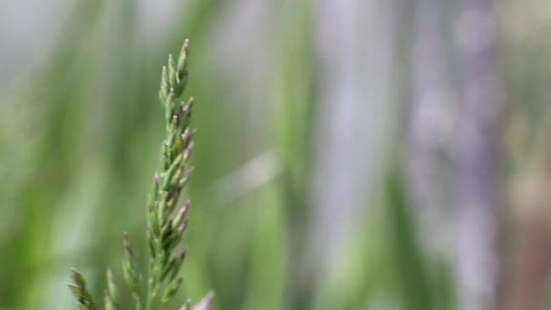 Травянистый тимофный луг в природе, фон, копировальное пространство, макрос — стоковое видео