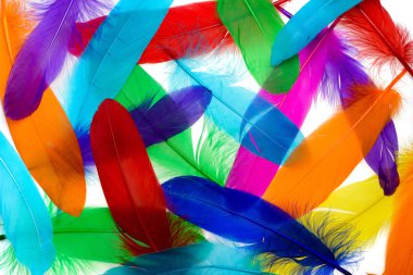 Parlak tüyler arka plan