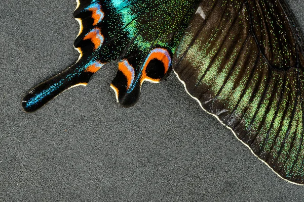 Wing av fjäril — Stockfoto