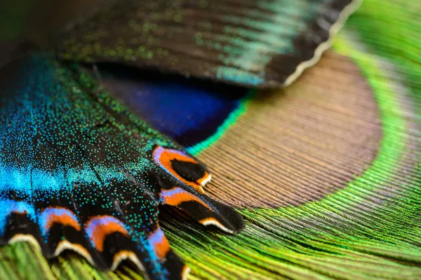 나비 날개와 깃털 — 스톡 사진