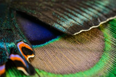 Kelebek kanat ve tüy