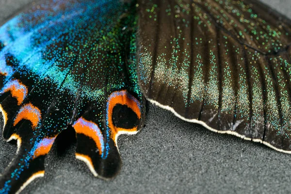 Ala de borboleta — Fotografia de Stock