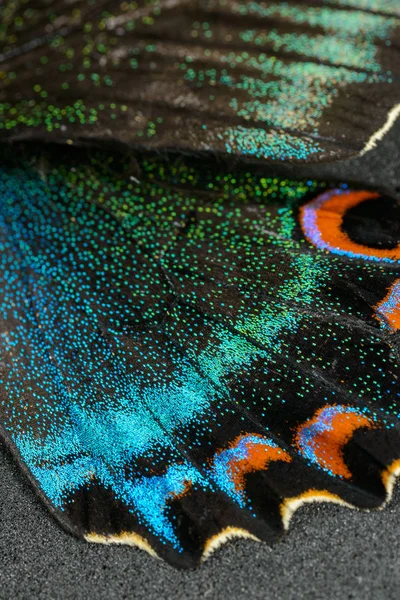 나비의 날개 — 스톡 사진