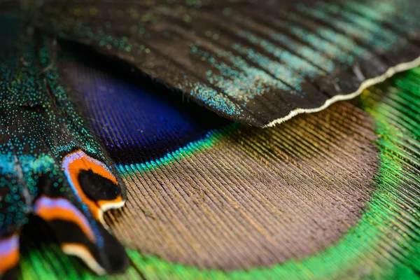 Butterfly wing and feather — Stock Photo, Image