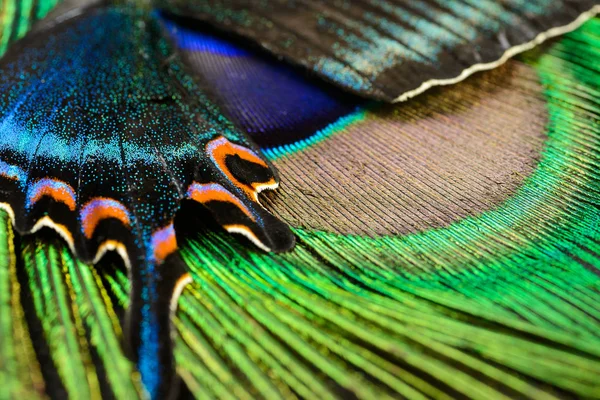 Ala de mariposa y pluma —  Fotos de Stock