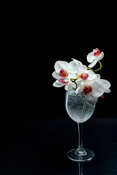 Flores de orquídea em preto — Fotografia de Stock
