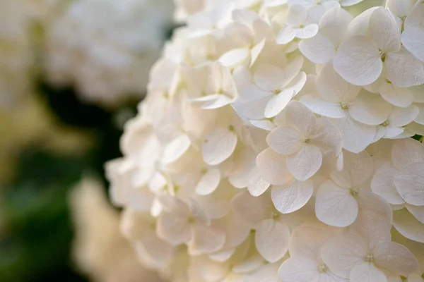 Květ hortenzie closeup — Stock fotografie