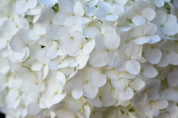 Closeup de flor de hortênsia — Fotografia de Stock