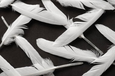 siyah üzerine beyaz tüy