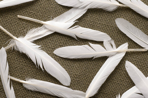 White feather on textile