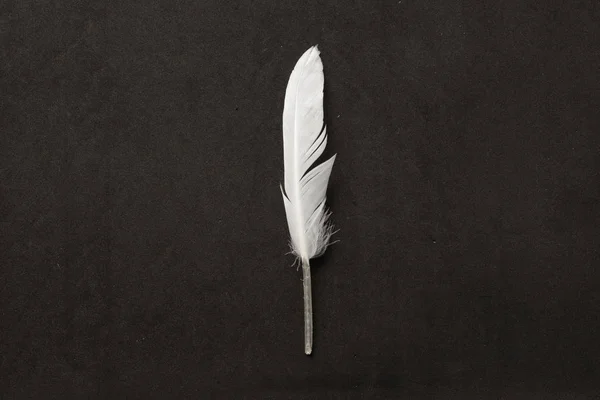 White feather op zwart — Stockfoto