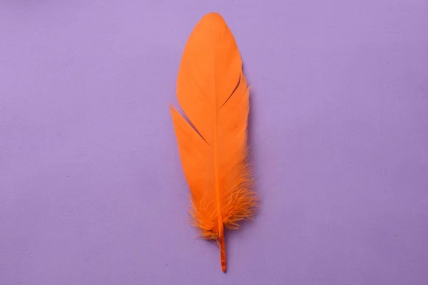 Bright colorful feather — Stock Photo, Image