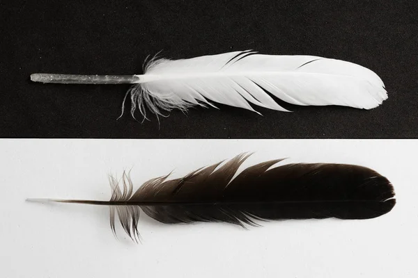 Black and White feathers — Stock Photo, Image